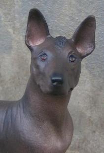 Xoloitzcuintli