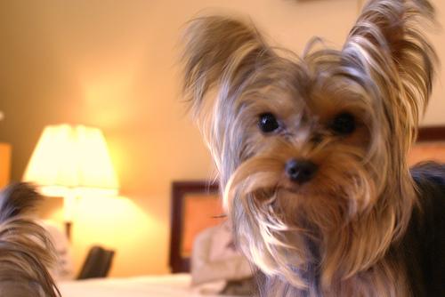 Yorkshire Terrier photo 2