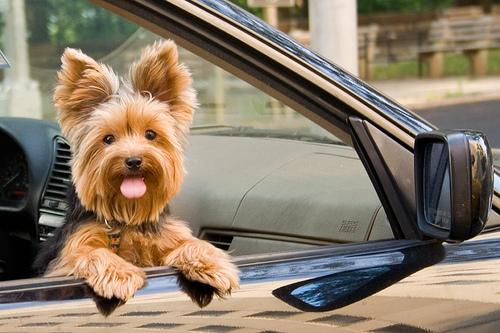 Yorkshire Terrier photo 3