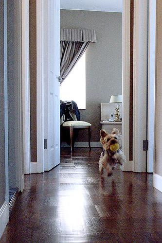 Yorkshire Terrier photo 4